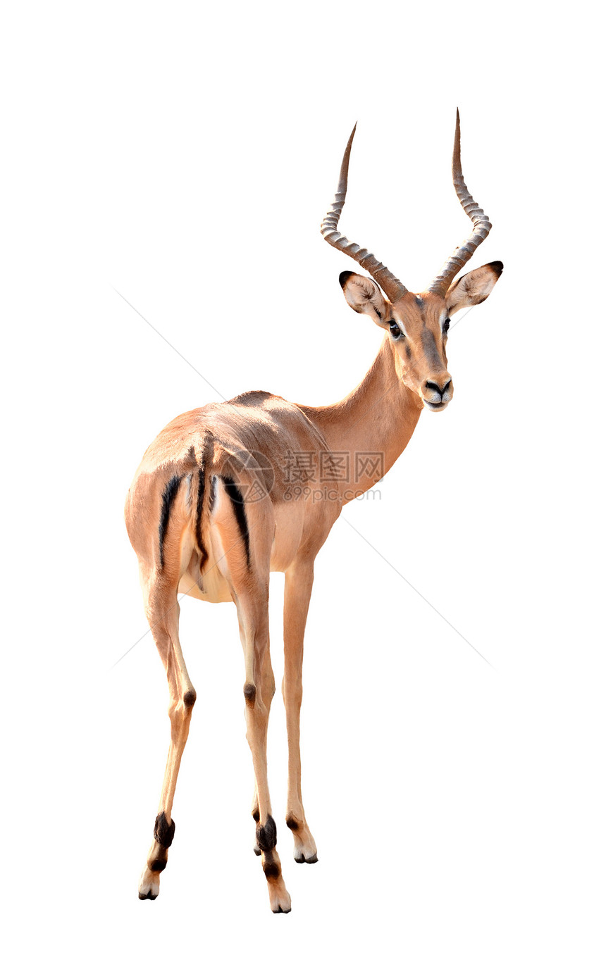 与世隔绝的男性伊卜拉哺乳动物棕色野生动物手表羚羊荒野动物食草游戏白色图片