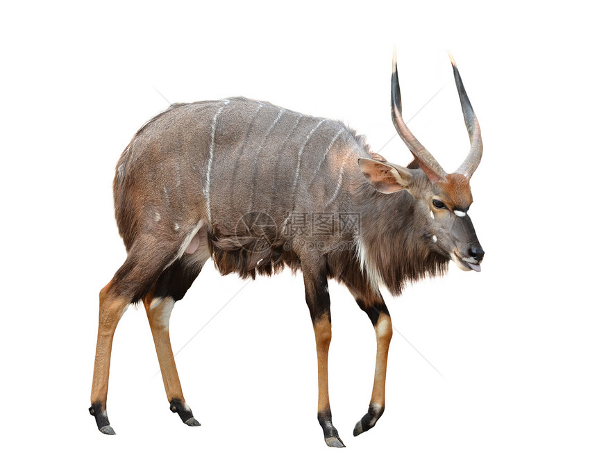 白色背景上孤立的尼亚拉食草条纹荒野羚羊男性棕色成人野生动物哺乳动物黑色图片