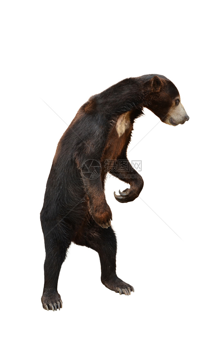 孤立的太阳胡子毛皮捕食者太阳熊荒野马来人白色黑色哺乳动物爪子连体图片