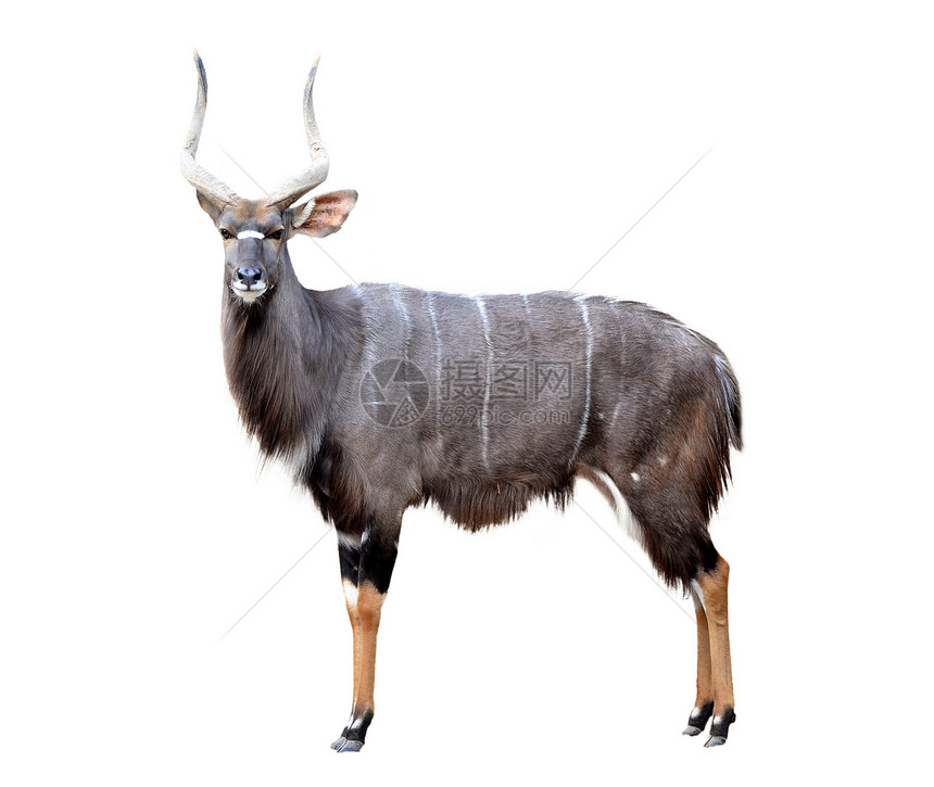 白色背景上孤立的尼亚拉食草动物荒野条纹野生动物棕色成人黑色男性羚羊图片