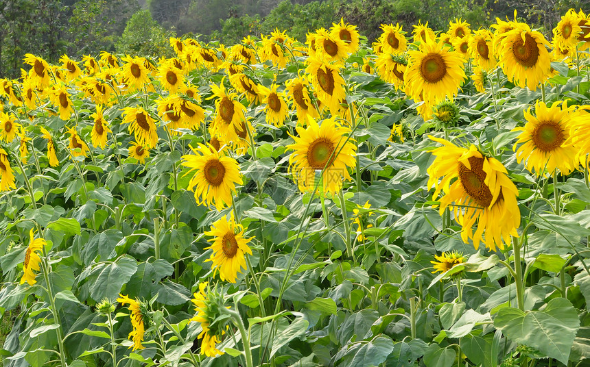向日葵花花园植物群向日葵绿色黄色植物美丽植被农村场地太阳图片