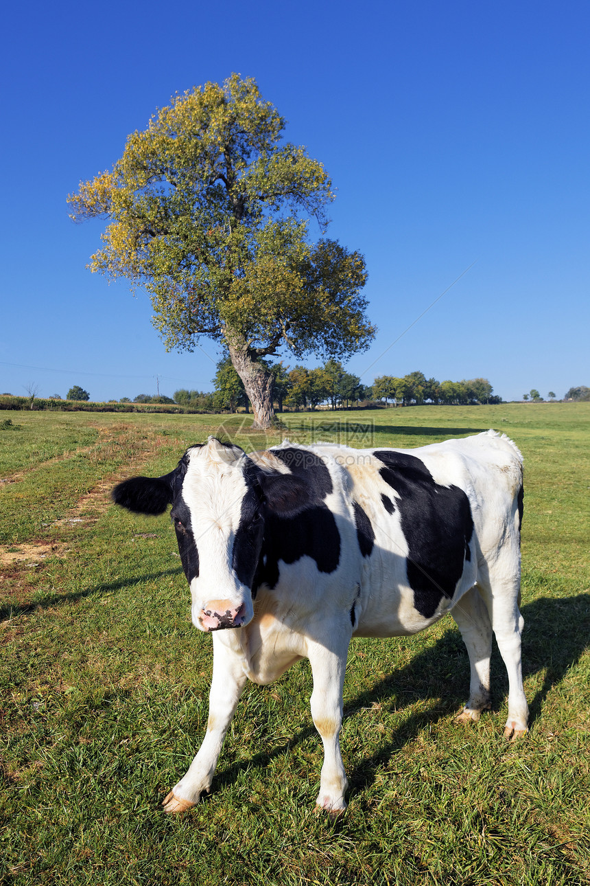 黑白白的白牛绿色天空草地奶制品奶牛场场地乡村蓝色动物牧场图片