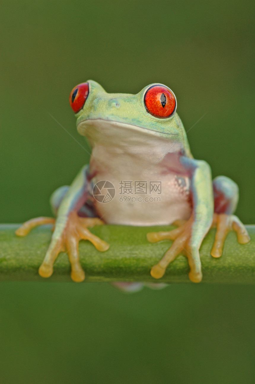 红眼树青蛙阿加利希尼斯热带红色两栖动物动物绿色眼睛图片