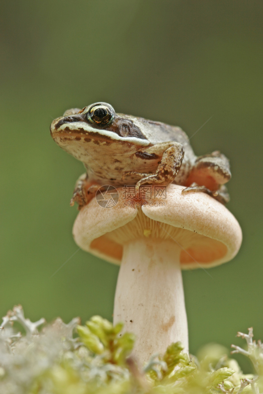 蘑菇上的木青蛙林蛙动物两栖图片