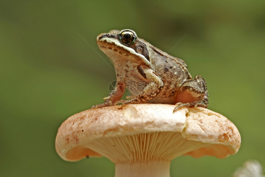 蘑菇上的木青蛙林蛙两栖动物图片