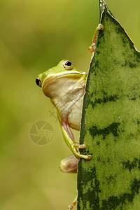 绿树青蛙叶子热带两栖动物树蛙背景图片