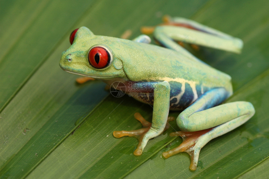 红眼树青蛙阿加利希尼斯叶子眼睛红色热带绿色动物图片