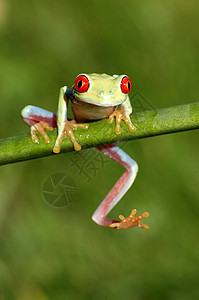 红眼树青蛙阿加利希尼斯热带眼睛动物绿色红色背景图片