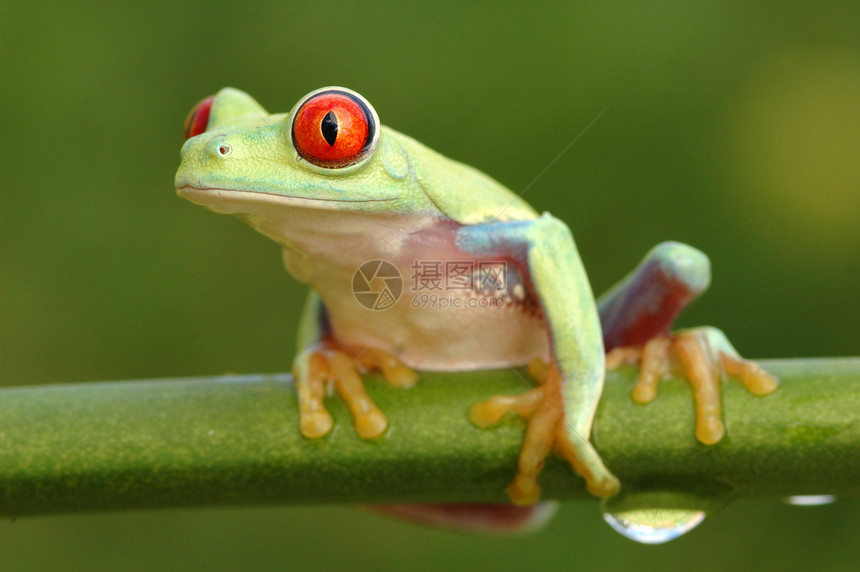 红眼树青蛙阿加利希尼斯眼睛动物绿色红色热带图片