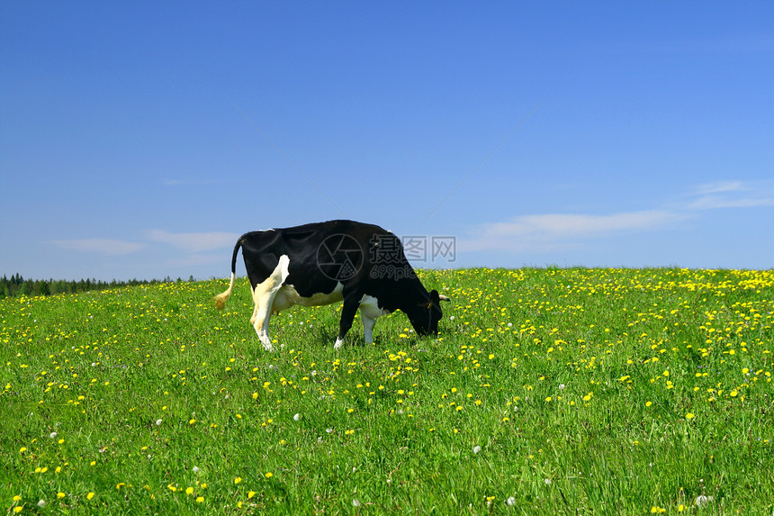 奶牛景观草原晴天村庄农村牧羊人奶牛场牛奶农场环境农田图片