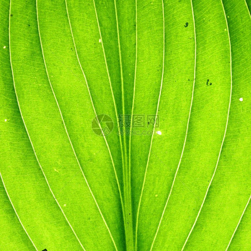 绿叶静脉阴影阳光植物生长网格森林花园植物学植物群桦木图片