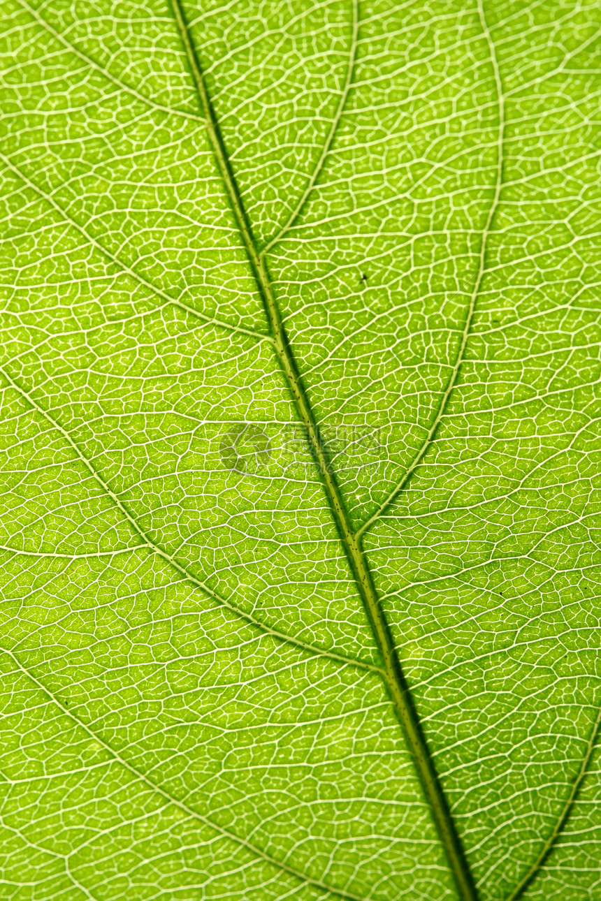 绿叶静脉床单异国网格叶子花园植物绿色宏观阴影植物学图片