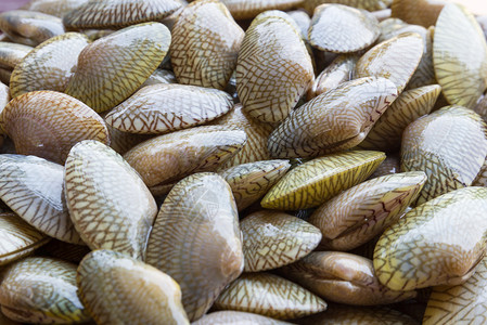 生生地毯蛤营养餐厅食物地毯动物小吃钓鱼贝类贝壳菜单高清图片