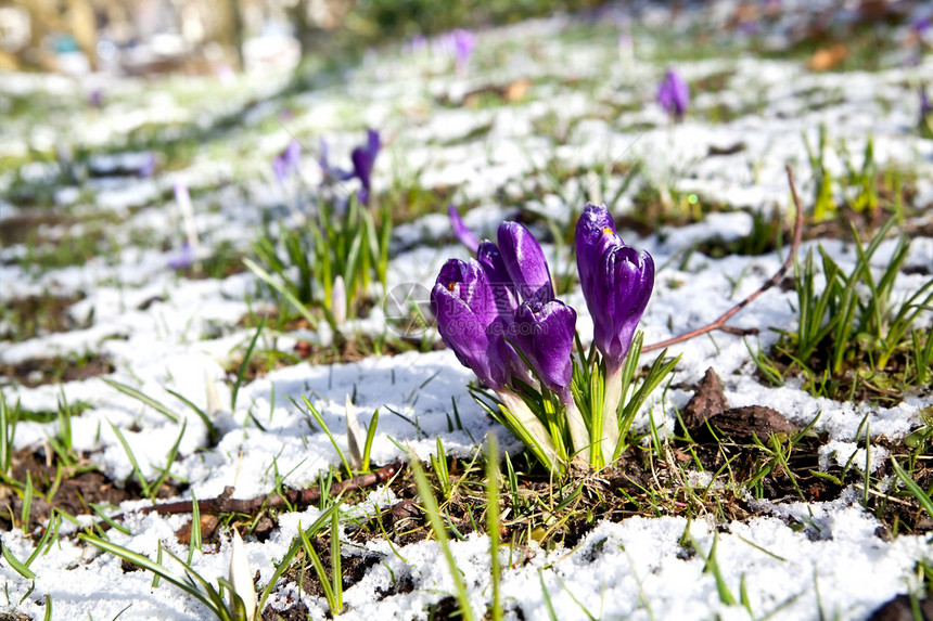 雪上美丽的紫花花花图片