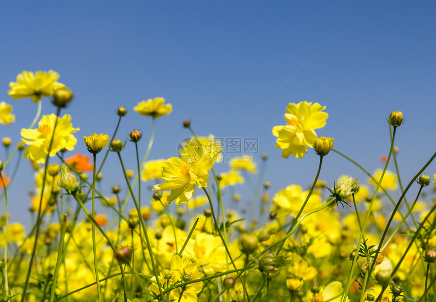 黄色宇宙花朵农村植物叶子场地森林花瓣天空雏菊花园植物群图片
