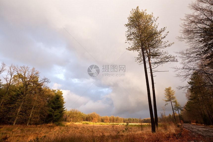 德温德罗德维尔德夫尔德风景中的松树图片