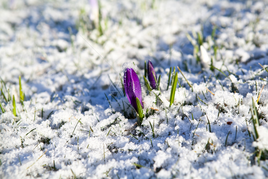 雪中的紫花花图片