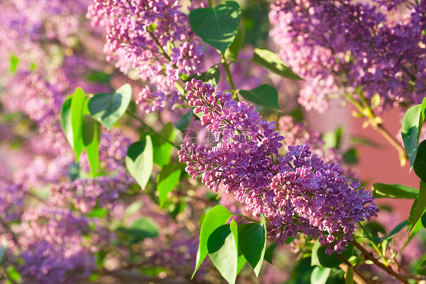 灌木丛中盛开的泉水农场植物学季节花序紫色芳香生长叶子宏观衬套图片