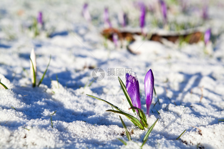 雪中花朵紫色生长阴影阳光植物荒野季节性植物群宏观季节图片