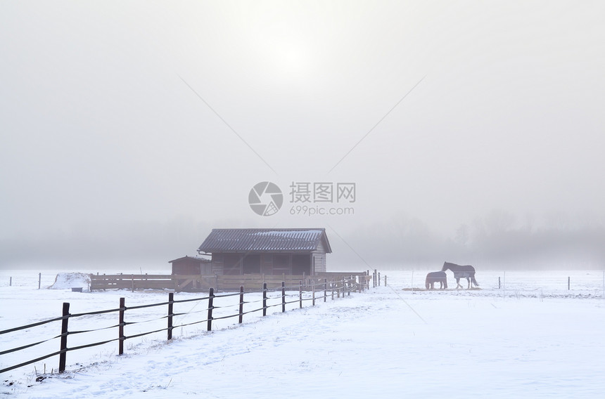 黄昏的冬天 马在野马中图片