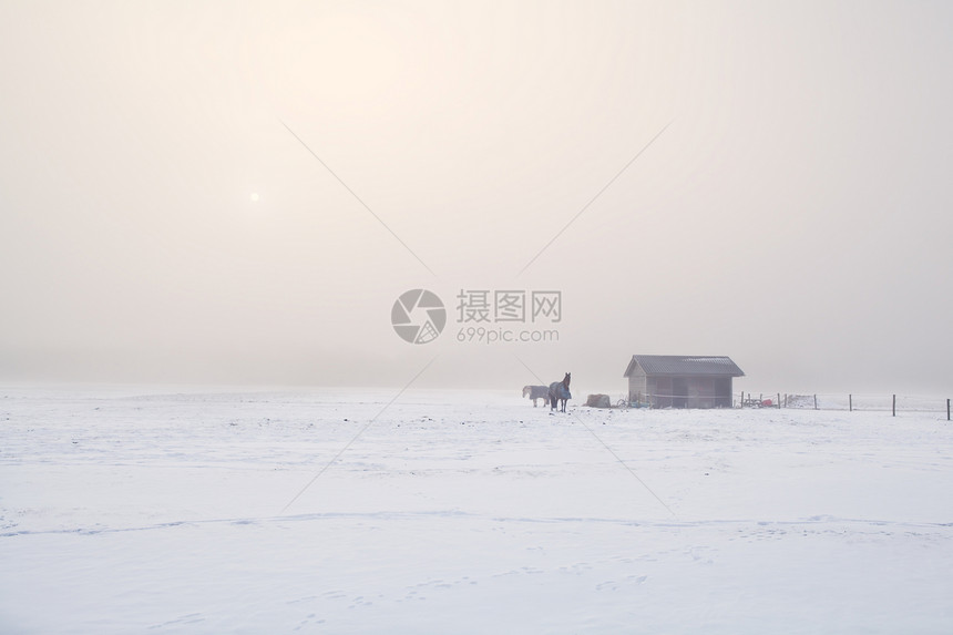 在寒冷的薄雾中 骑马图片