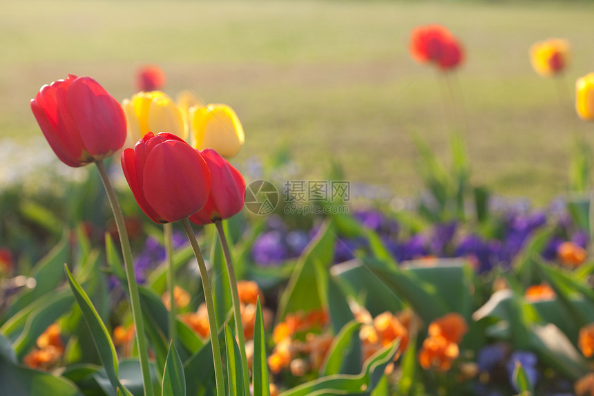 城市公园美丽的郁金香地面公园场景摄影花园推杆自由活力植物水平图片