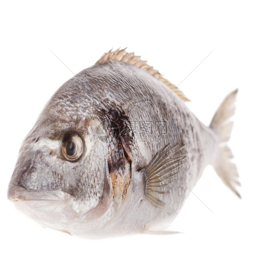 白底孤立的多拉多鱼海鲜镀金头海洋食物尾巴厨房图片