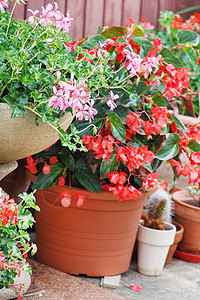 铬锅小屋乡村红色花园植物群盆栽播种机浴缸露台花盆背景图片
