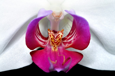 花兰花背景单子粉色植物宏观兰花黑色紫色背景图片