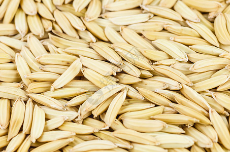 稻田饭农场种子食物棕色谷物白色宏观背景图片