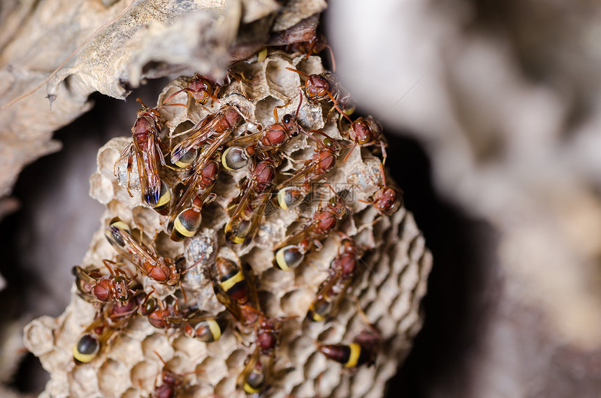 蜂巢中的黄蜂条纹昆虫荒野野生动物家庭危险白色图片