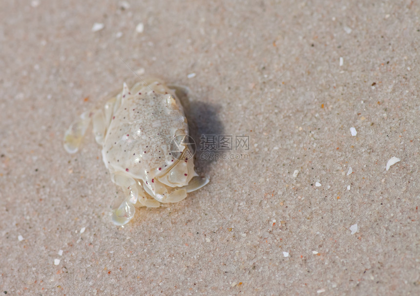 沙滩上的螃蟹土地边缘海岸线海滩海洋生态生活甲壳野生动物宏观图片