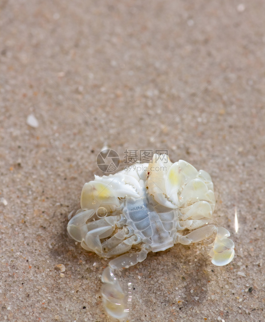 沙滩上的螃蟹植物土地海岸线生活动物旅行海滩宏观植物学天空图片