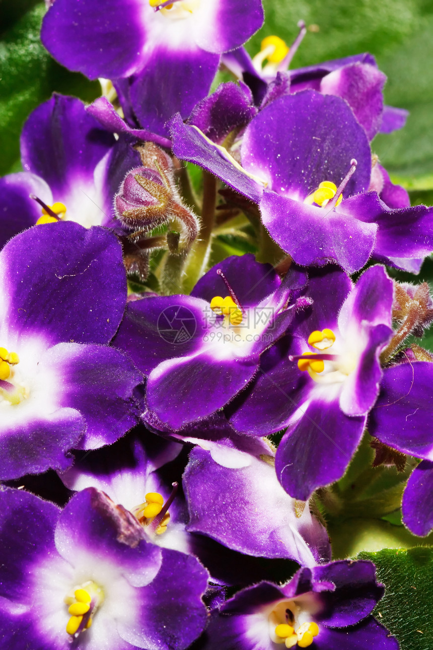 白色背景的圣殿礼物紫色盆栽植物群花瓣植物学绿色植物生长叶子图片