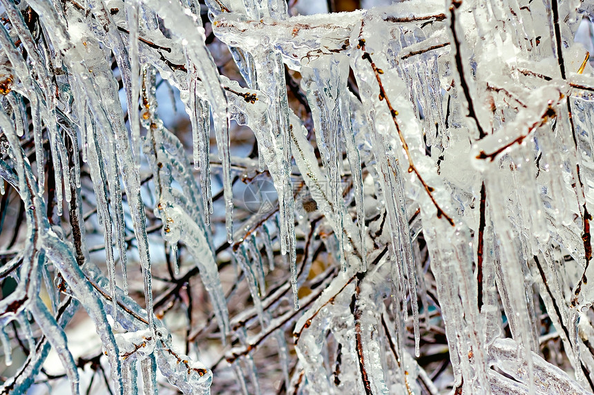 冰冷树枝枝条环境太阳蓝色阳光森林水晶反差树木火花图片