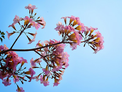 粉红甜蜜的梦幻感觉天空生长花瓣花园阳光热带季节投标野花叶子背景图片