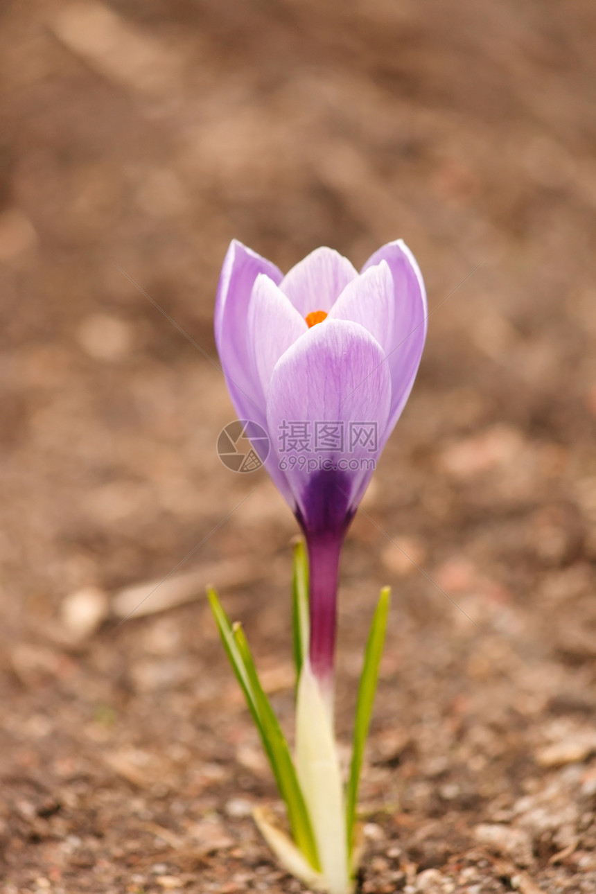 春花紫色红花黄色园艺花瓣花园季节植物图片