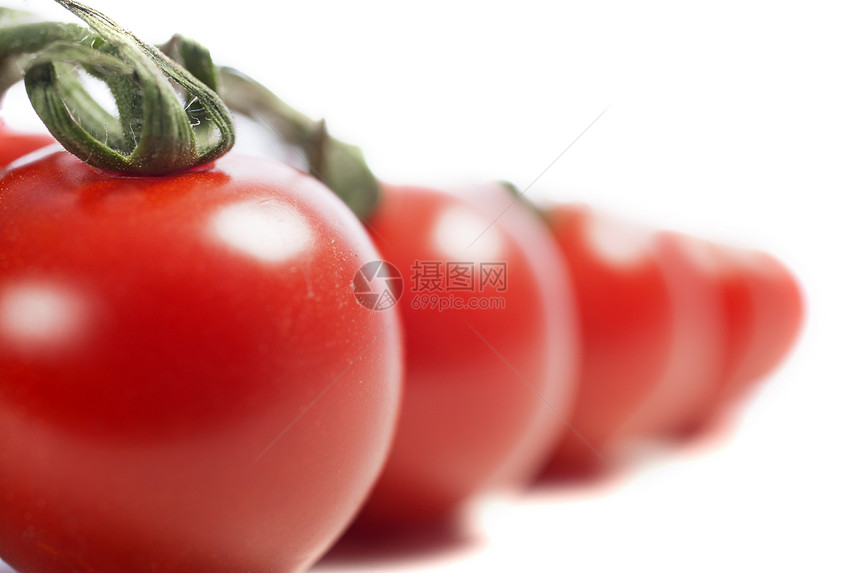 松树上的番茄李子白色蔬菜藤蔓红色图片