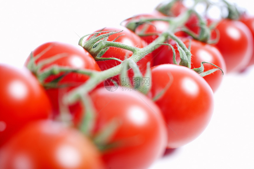 松树上的番茄白色蔬菜藤蔓李子红色图片