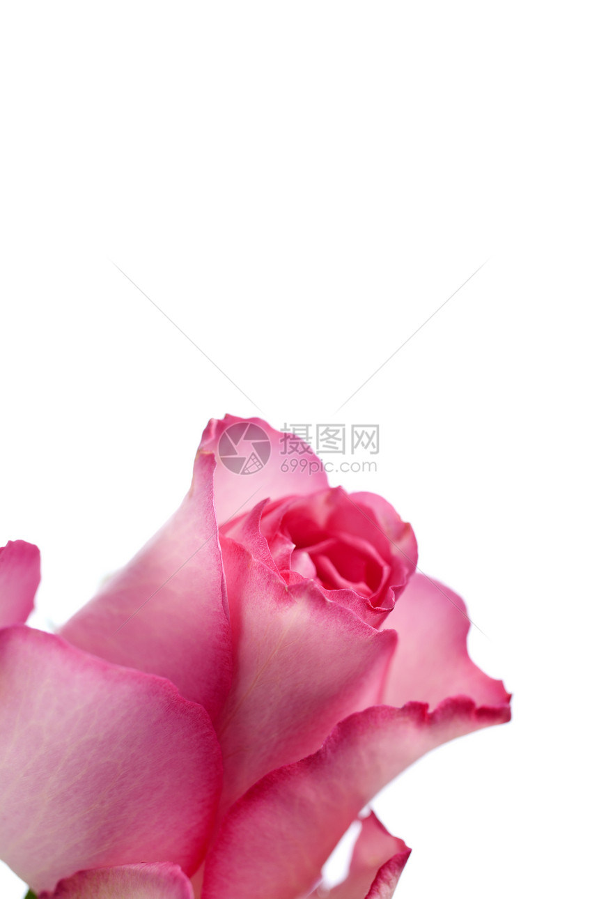 白色背景上的玫瑰花瓣紫色红色图片