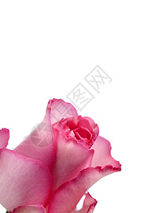 白色背景上的玫瑰花瓣紫色红色背景图片
