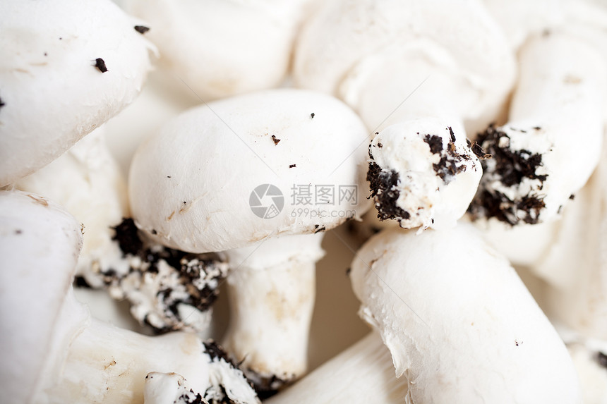 新鲜蘑菇蔬菜采摘荒野图片