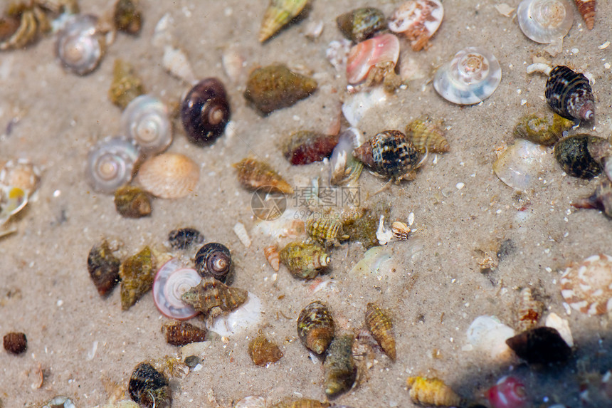 寄居蟹在沙滩上的海螺中植物学生活植物动物贝类假期荒野热带海岸海洋图片