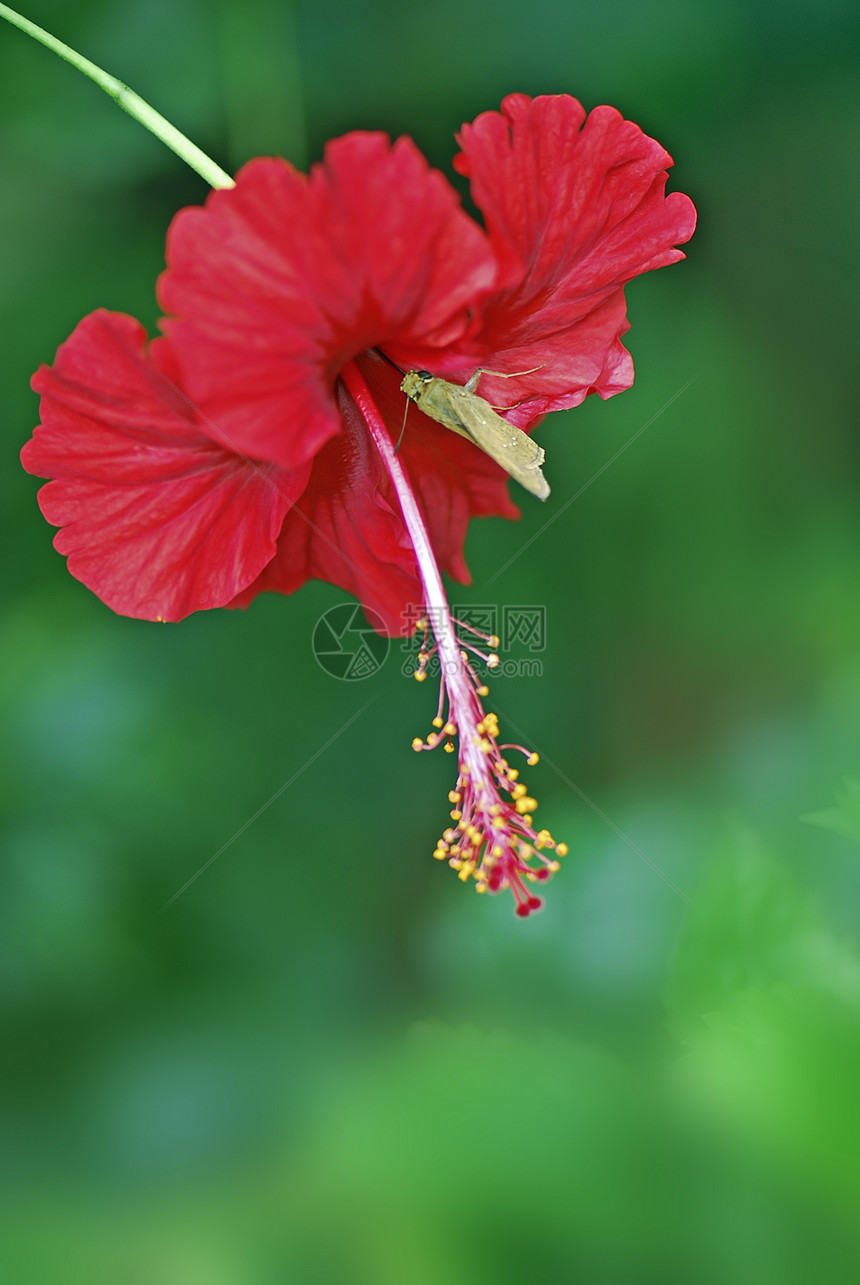 希比斯库水果花园植物灌木红色芙蓉绿色热带花朵材料图片