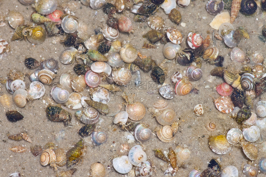 寄居蟹在沙滩上的海螺中土地甲壳生态海岸边缘贝类天空热带生活假期图片
