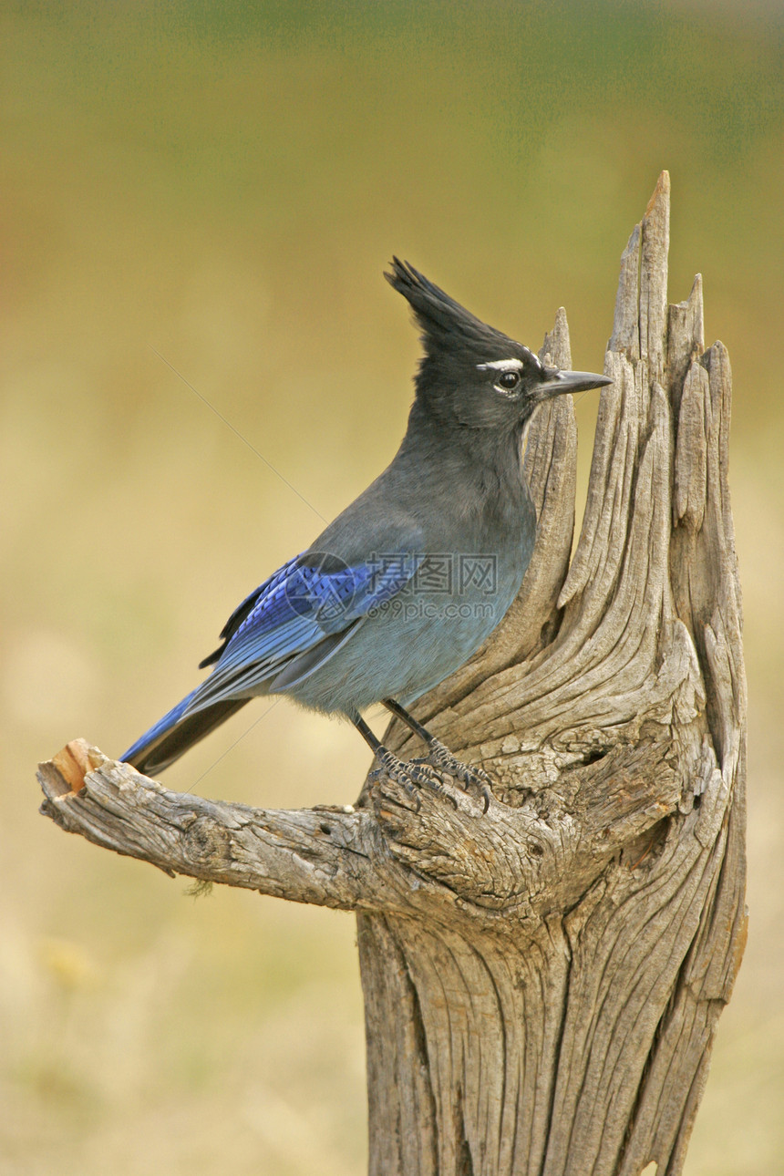 Stellers Jay 坐在一棵树上蓝色黄色歌曲图片