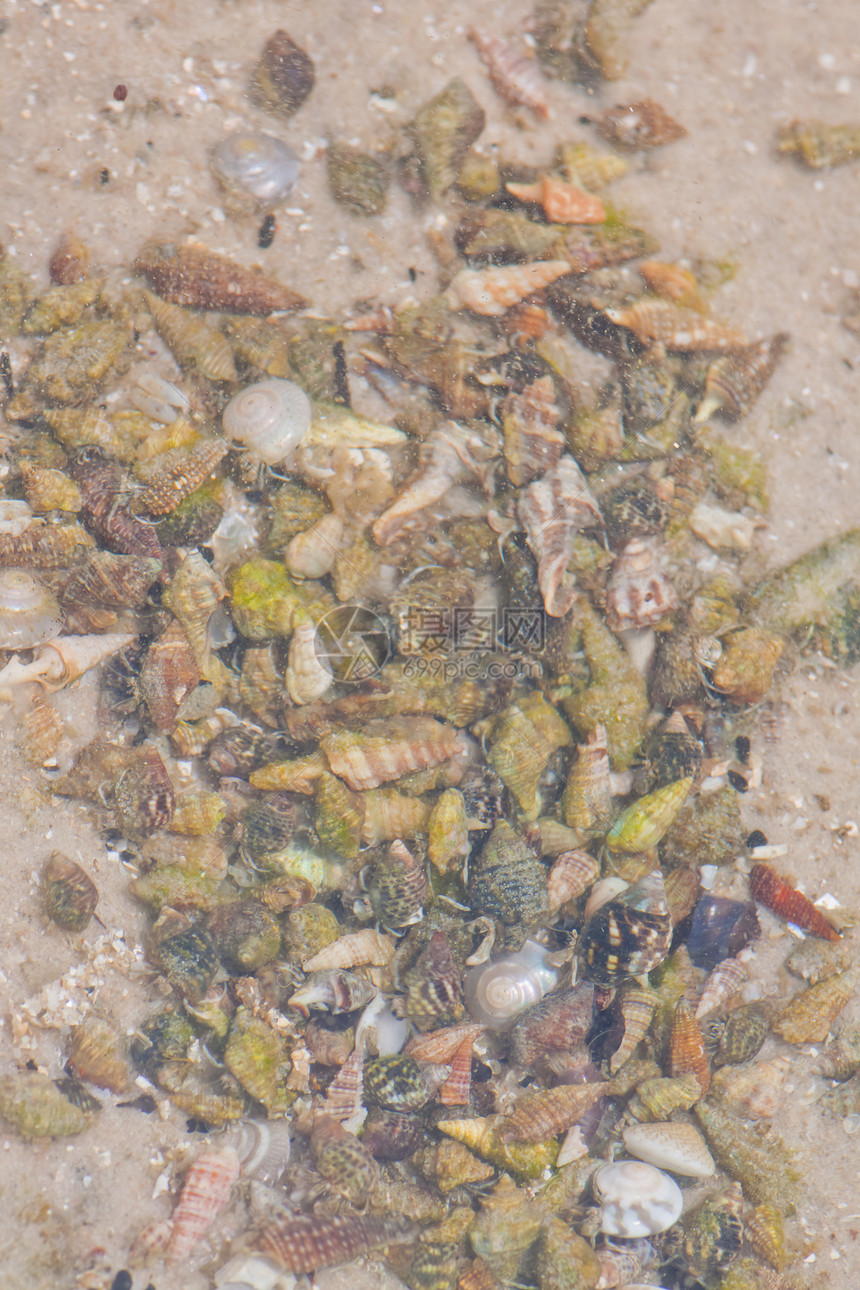 寄居蟹在沙滩上的海螺中荒野宏观海岸线热带边缘天空海洋假期生活贝类图片