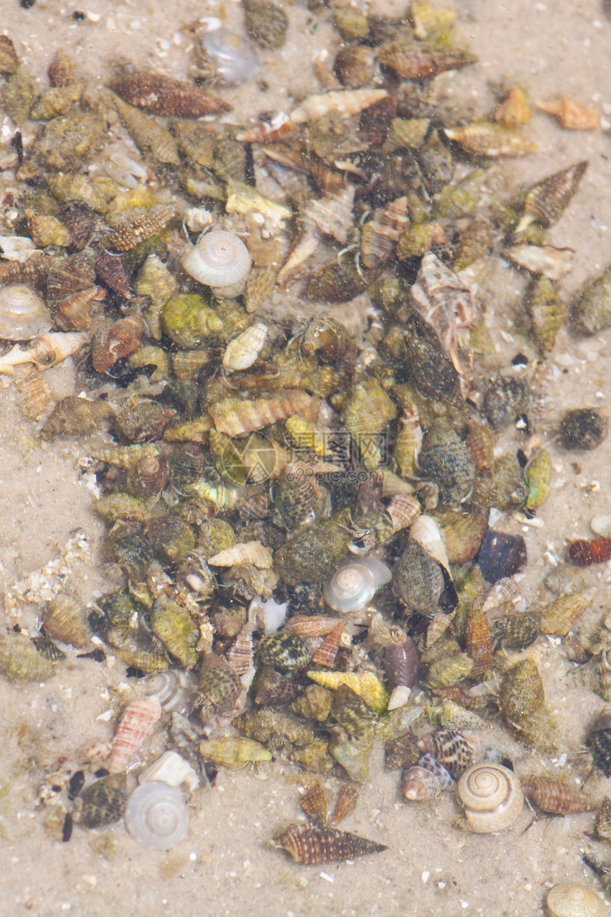 寄居蟹在沙滩上的海螺中贝类边缘旅行生活海岸线荒野眼睛宏观野生动物土地图片