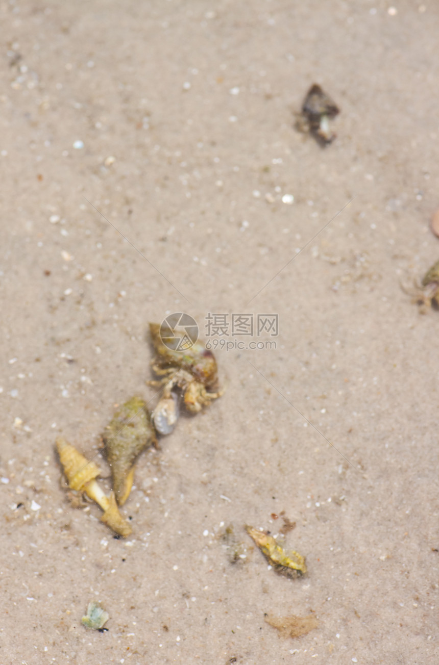 寄居蟹在沙滩上的海螺中假期荒野热带眼睛植物生态海岸线天空旅行植物学图片