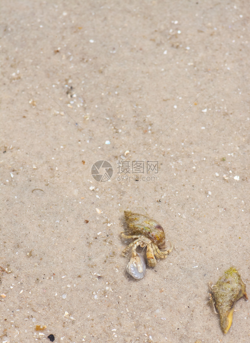 寄居蟹在沙滩上的海螺中天空植物学海岸旅行动物眼睛植物贝类海岸线生活图片